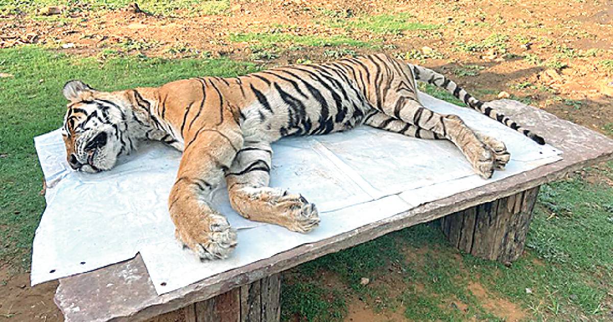 Tigress ST-3 dies of old age at Sariska; now ST-2 being monitored